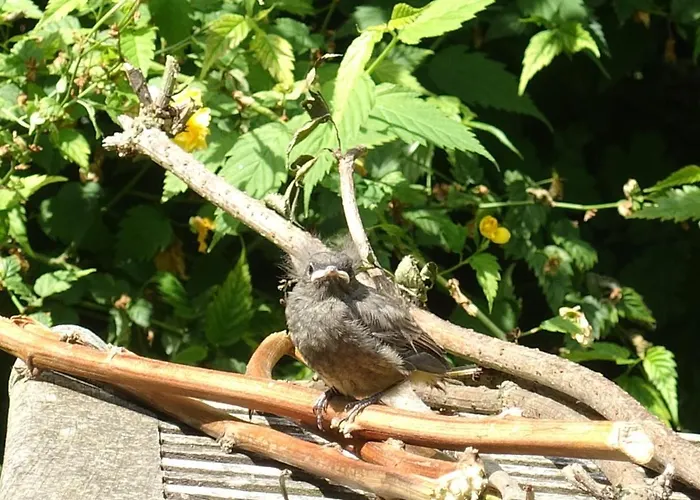 Armonui Centre Historique * Honfleur